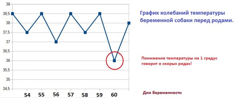 Норма температуры тела у беременной 17