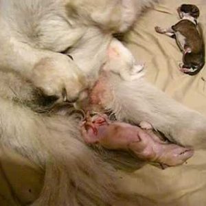 Как принять роды у собаки: правильно, подготовка в домашних условиях, после понос что делать, не ест Как принять роды у собаки: правильно, подготовка в домашних условиях, после понос что делать, не ест