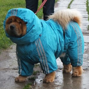 %D0%A4%D0%BE%D1%82%D0%BE4 3 Как выбрать дождевик для собаки