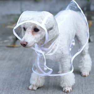 %D0%A4%D0%BE%D1%82%D0%BE6 2 Как выбрать дождевик для собаки