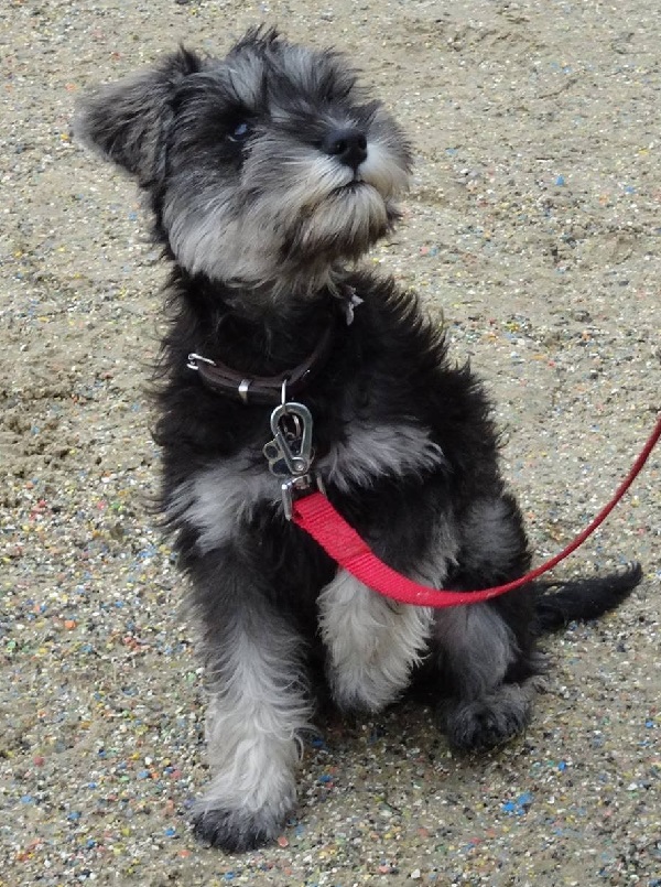 Регулярные осмотры у ветеринара