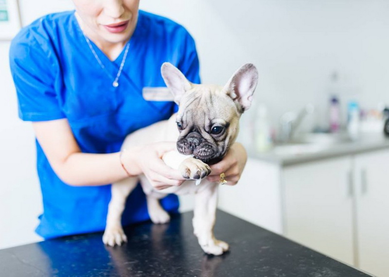 2. Регулярные посещения ветеринара