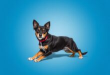 Бравекто для собак: всё, что нужно знать, чтобы защитить своего питомца без лишних волнений