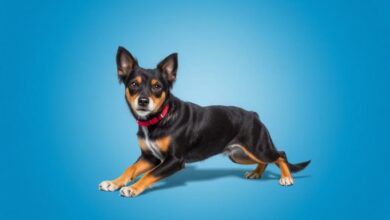 Бравекто для собак: всё, что нужно знать, чтобы защитить своего питомца без лишних волнений