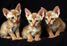 Котята девон рекс: маленькие акробаты с сердцем льва